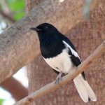 Small Black and White Birds