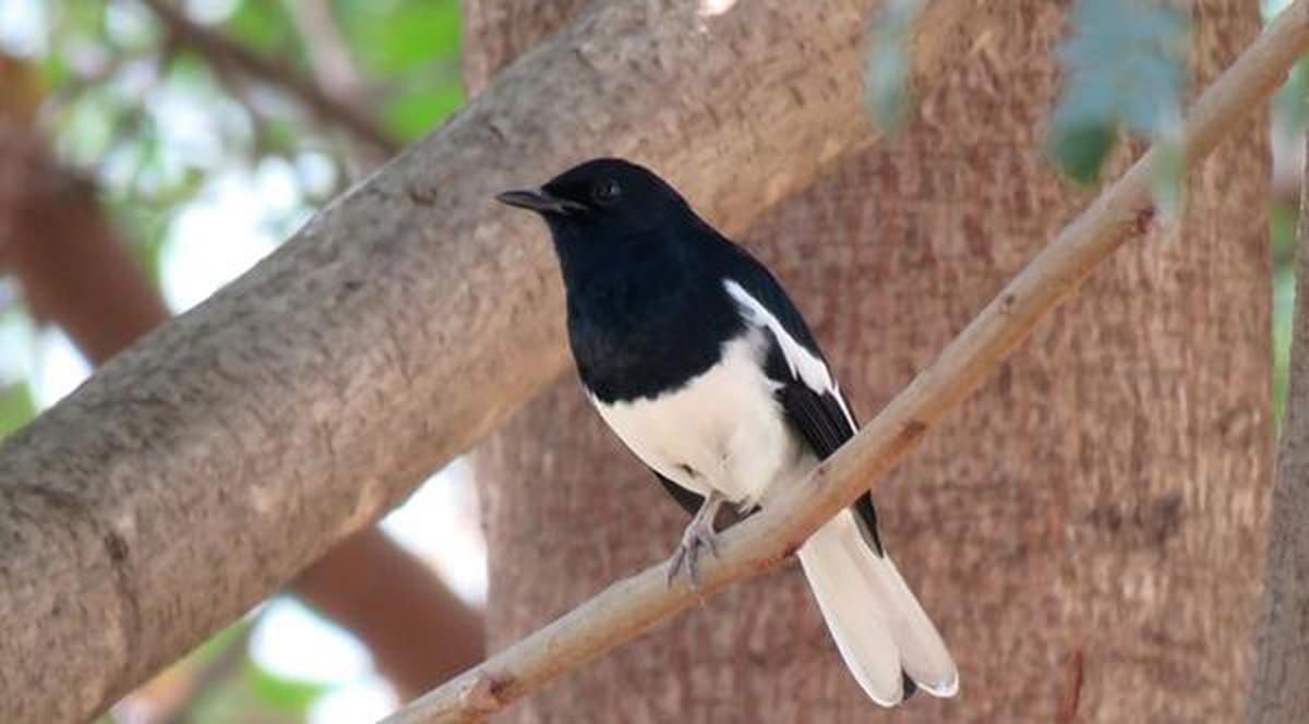 Small Black and White Birds