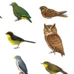 Bird Identifier Chart