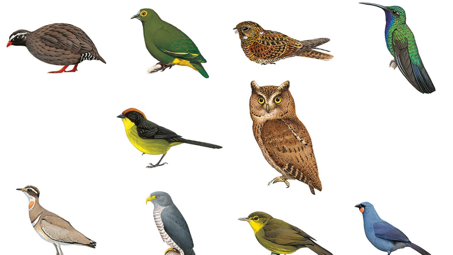 Bird Identifier Chart