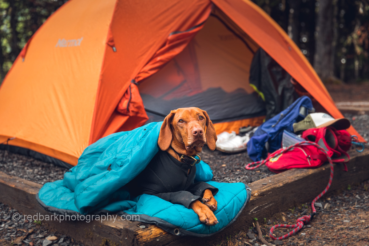 Dog Camping