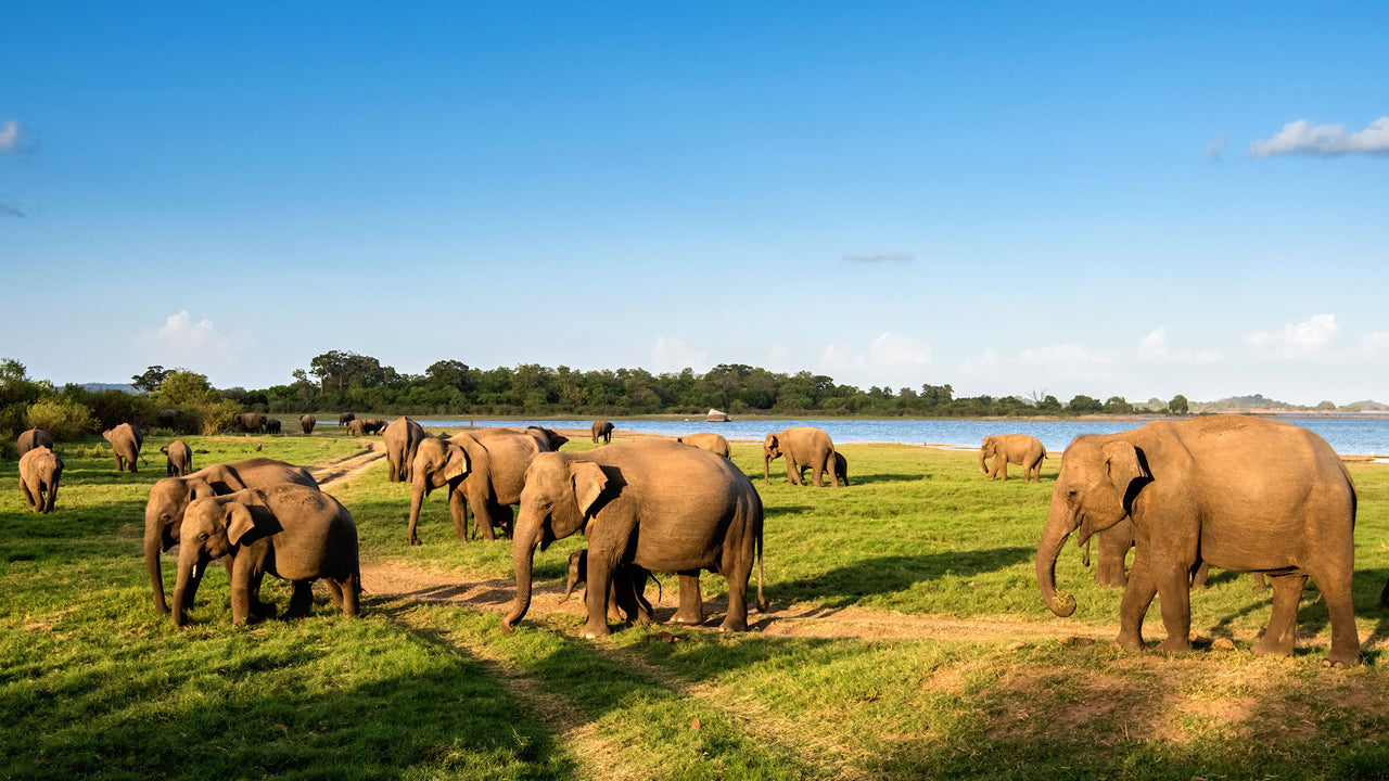 Minneriya National Park