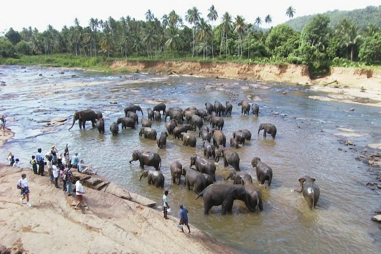 Pinnawala Elephant Orphanage