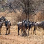 Madikwe