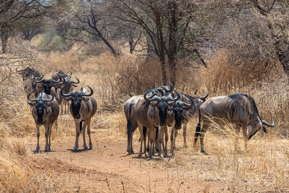 Madikwe