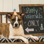 Happy Birthday Gif Animals