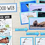 Arctic Trophic Pyramid Walrus