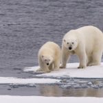 Are There Polar Bears in Antarctica?