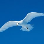 Birds in Arctic Region