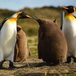 Brown Penguin Wonders