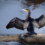 Cormorant Model