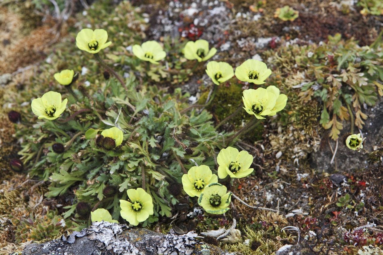 Does Tundra Need Rain for Plants to Grow?