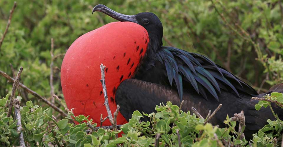 Galapagos Birds