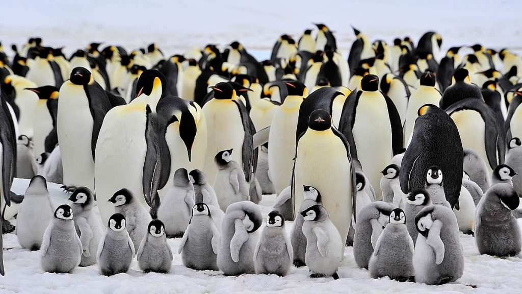 Penguin Day