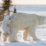 Polar Bears in Antarctica