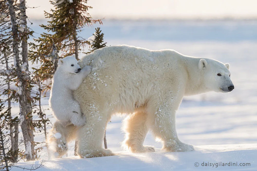 Polar Bears in Antarctica