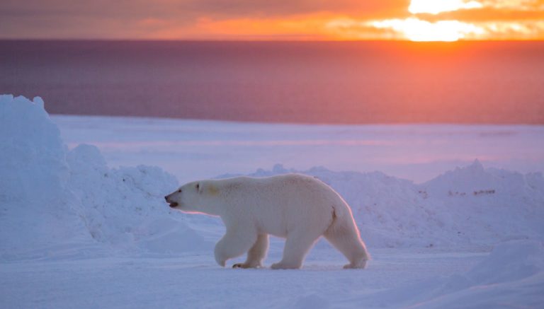 Polar Bears in Canada