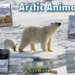What Animals Are in the Arctic