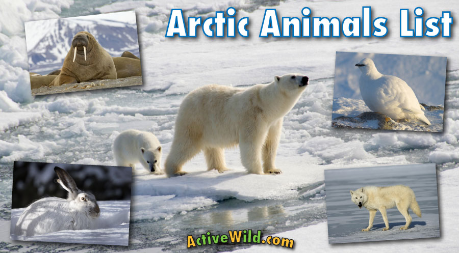 What Animals Are in the Arctic