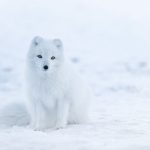 What Animals Live in the North Pole