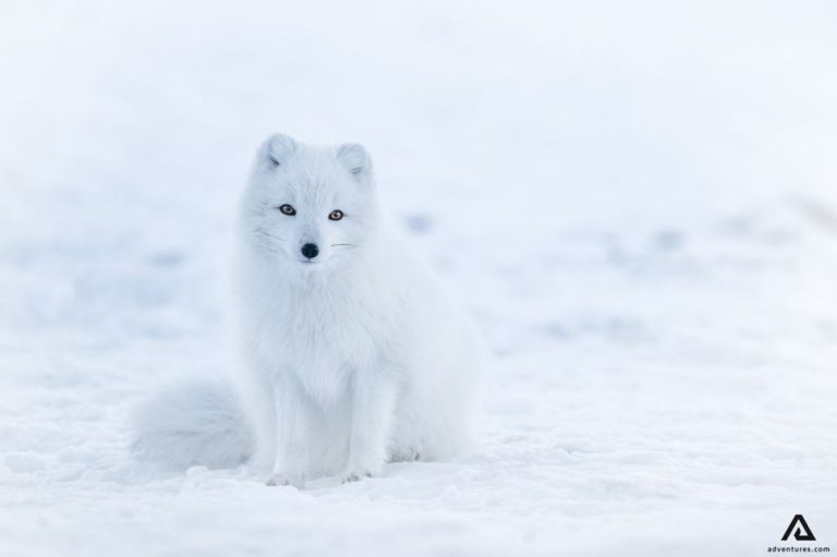 What Animals Live in the North Pole