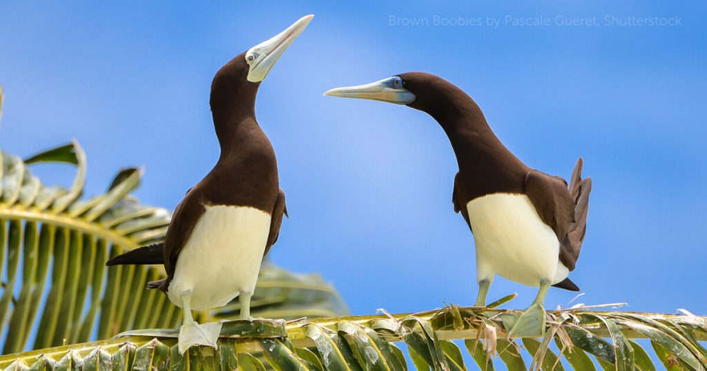 Why Are Mass Booby Endangered In