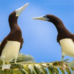 Why Are Mass Booby Endangered In