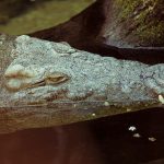 Caiman Pantanal Preço