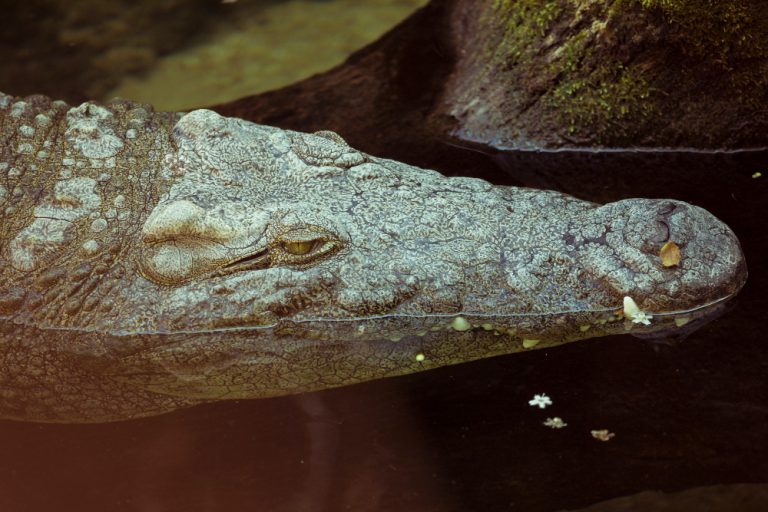 Caiman Pantanal Preço