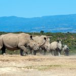 Animals on a Safari