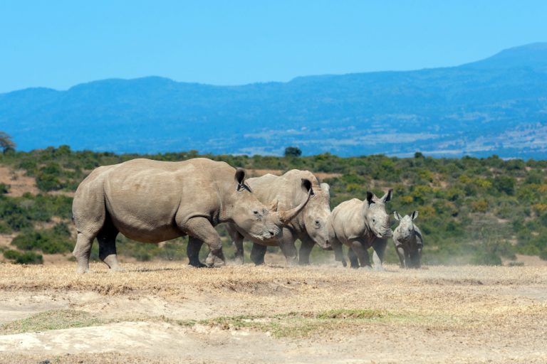 Animals on a Safari