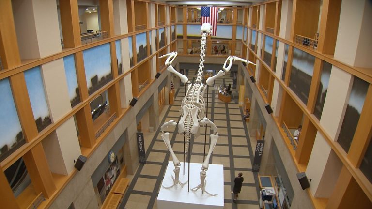 Chicken Skeletons
