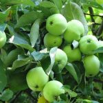 June Apples