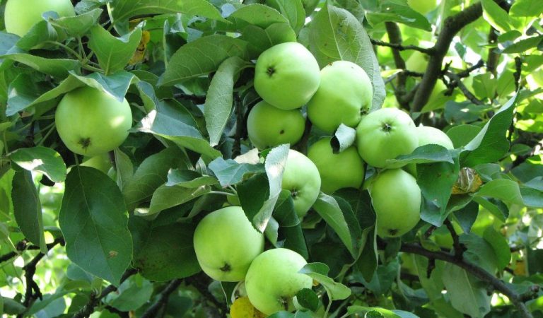 June Apples