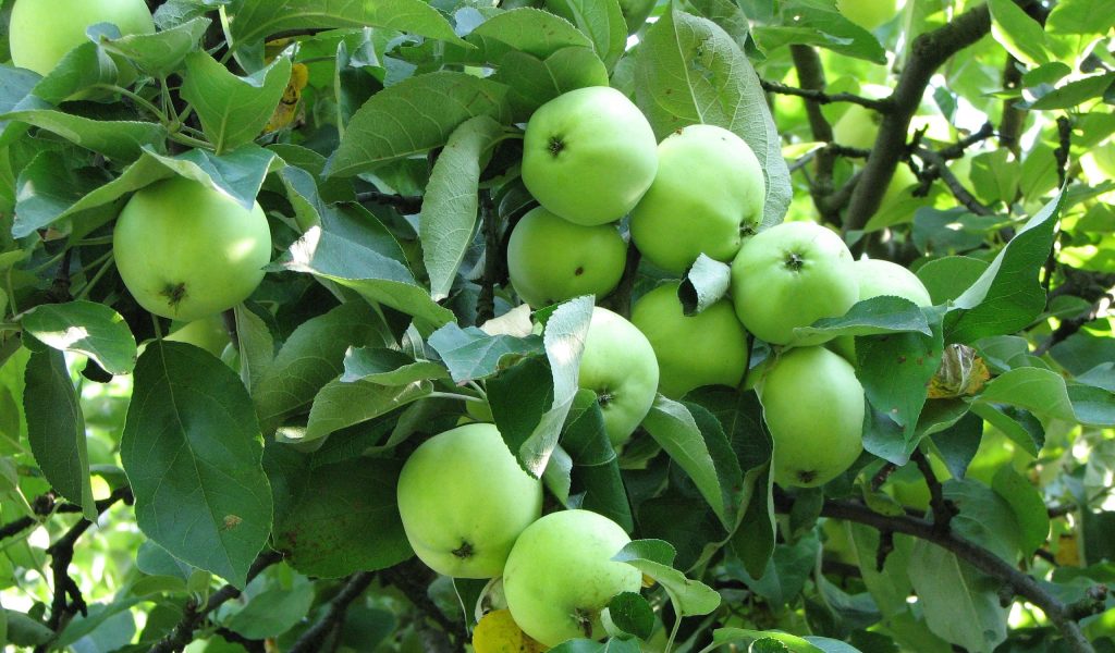 June Apples