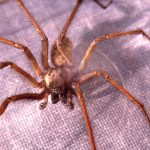Brown Recluse Spider in Washington State
