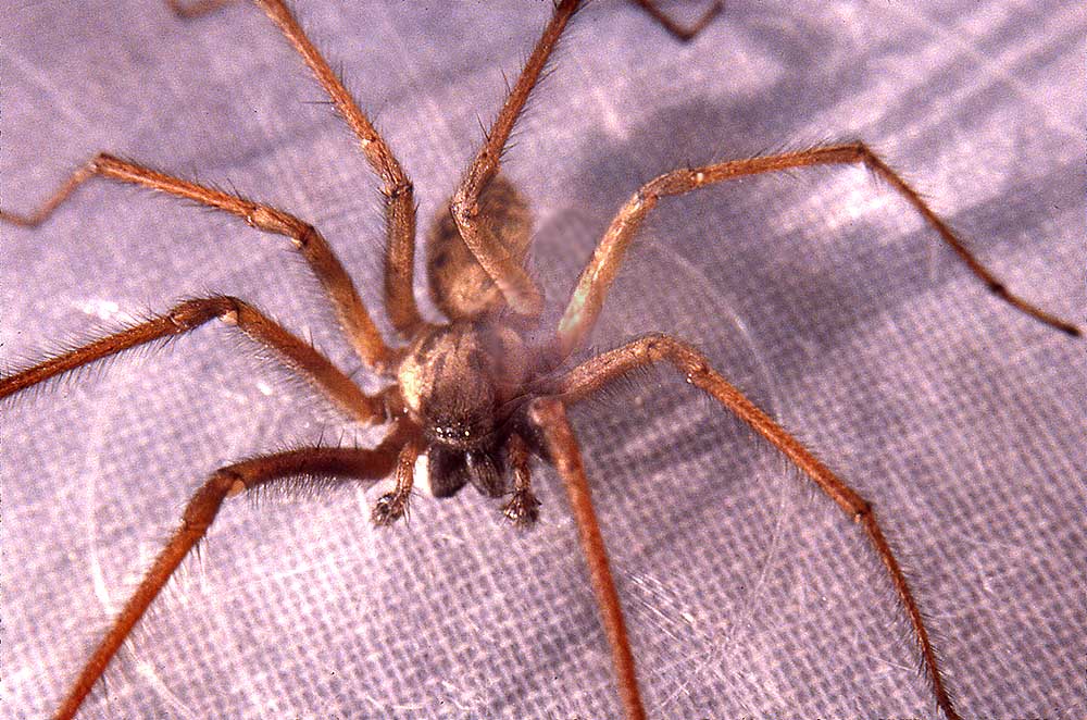Brown Recluse Spider in Washington State
