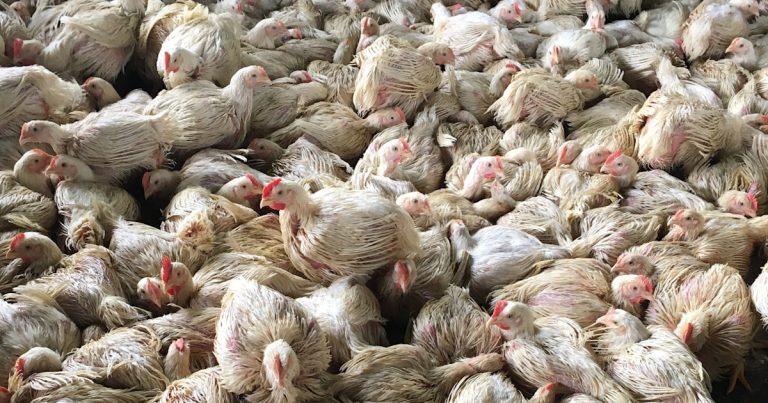 Killing a Hen