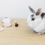 Rabbit Chat