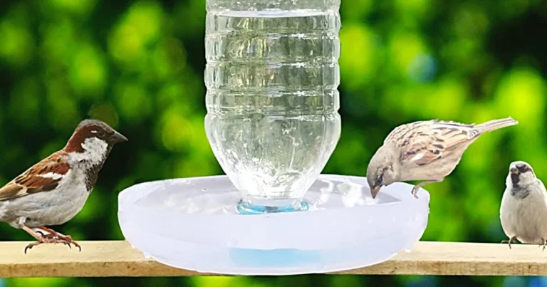 Water Feeder