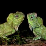 Chameleon Predators