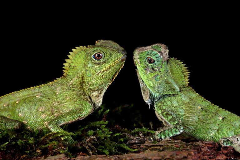 Chameleon Predators