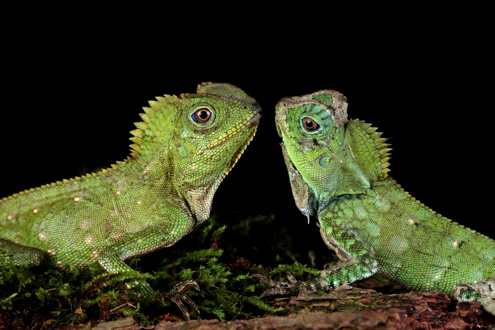 Chameleon Predators