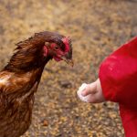 Most Humane Way to Kill a Chicken