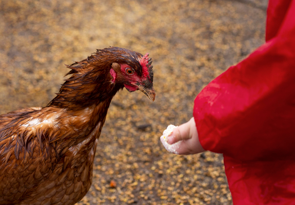 Most Humane Way to Kill a Chicken