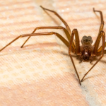 brown recluse washington state