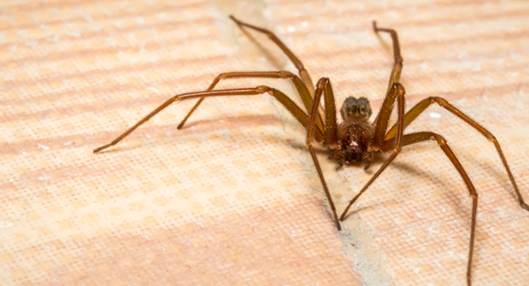 brown recluse washington state