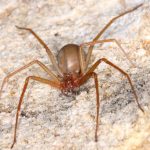 Recluse Spider Arizona