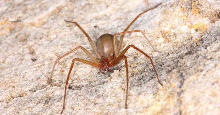 Recluse Spider Arizona