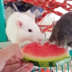 can rats eat watermelon